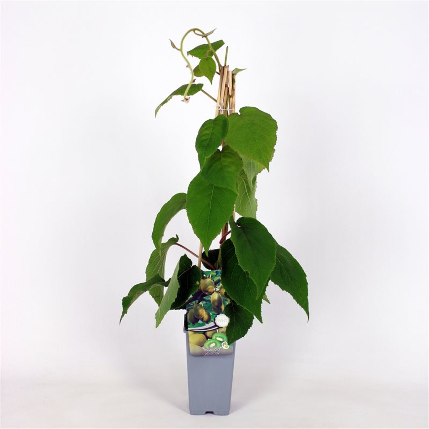 Actinidia d. 'Jenny' - C2 70/+ CM